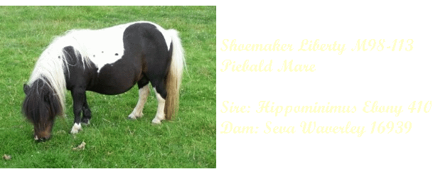 shetland pony mares